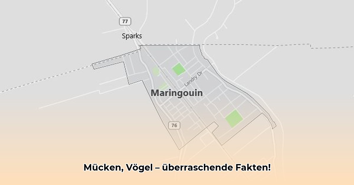 maringouin-taille